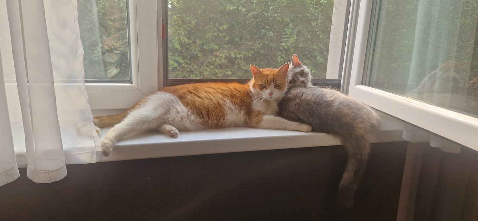 Caci & Cini